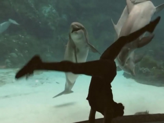 Девушка рассмешила дельфина