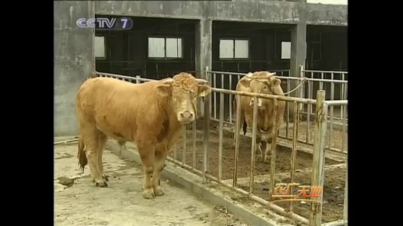 Крупный рогатый скот ''ся нань'' первая мясная порода крупного рогатого скота