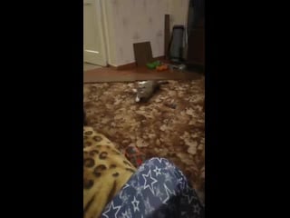 Тимоша цепляет телочек