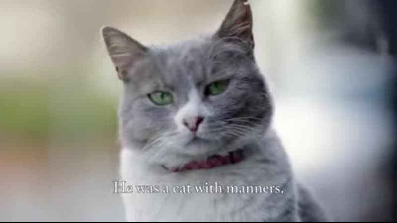 Duman the cat a gentleman from istanbul