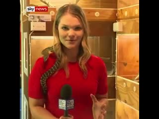 An australian reporter screamed after a snake draped around her shoulders repeatedly struck at her microphone