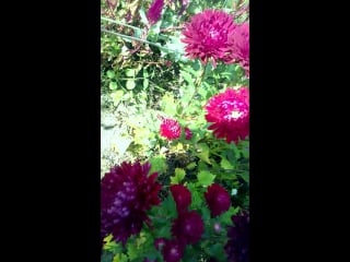 Vid 20150924 160932