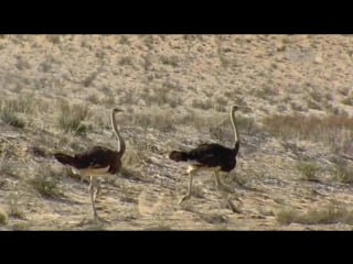 Porn planet дикие молодые самые большие