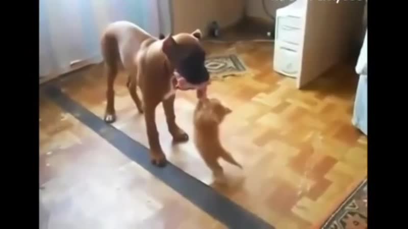 Лoпнeт, нo cвoё нe yпycтит