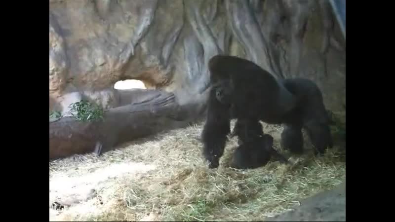 Горилла хаоко убегает с дочерью от её матери