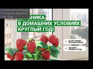 Үйде отырып клубника сатып ақша таптым