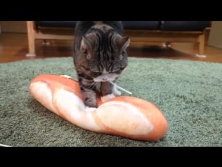 Серьёзный кот месит хлеб (vhs video)