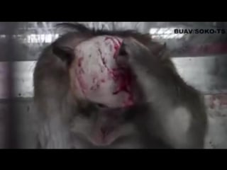 Жестокие пытки невинных молодые в лабораториях живодеров вивисекторов
