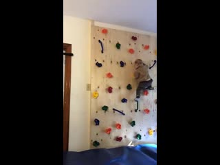 Father built his porn a climbing wall to get him to stop climbing furniture and it only made the tot more powerful