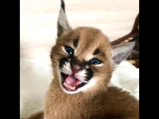 🐾very sweet kitten male caracal🐾