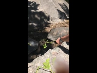 Майлз и келли отдыхают на сейшельских островах