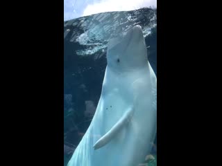 A beluga whale deliberately soaked me and then laughed about it