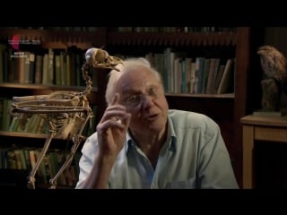 Дэвид аттенборо загадки природы 2 й сезон 3 я серия девственное размножение / david attenborough's natural curiosities (2014)