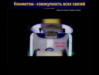 Анохин константин как воссоздать мозг человека