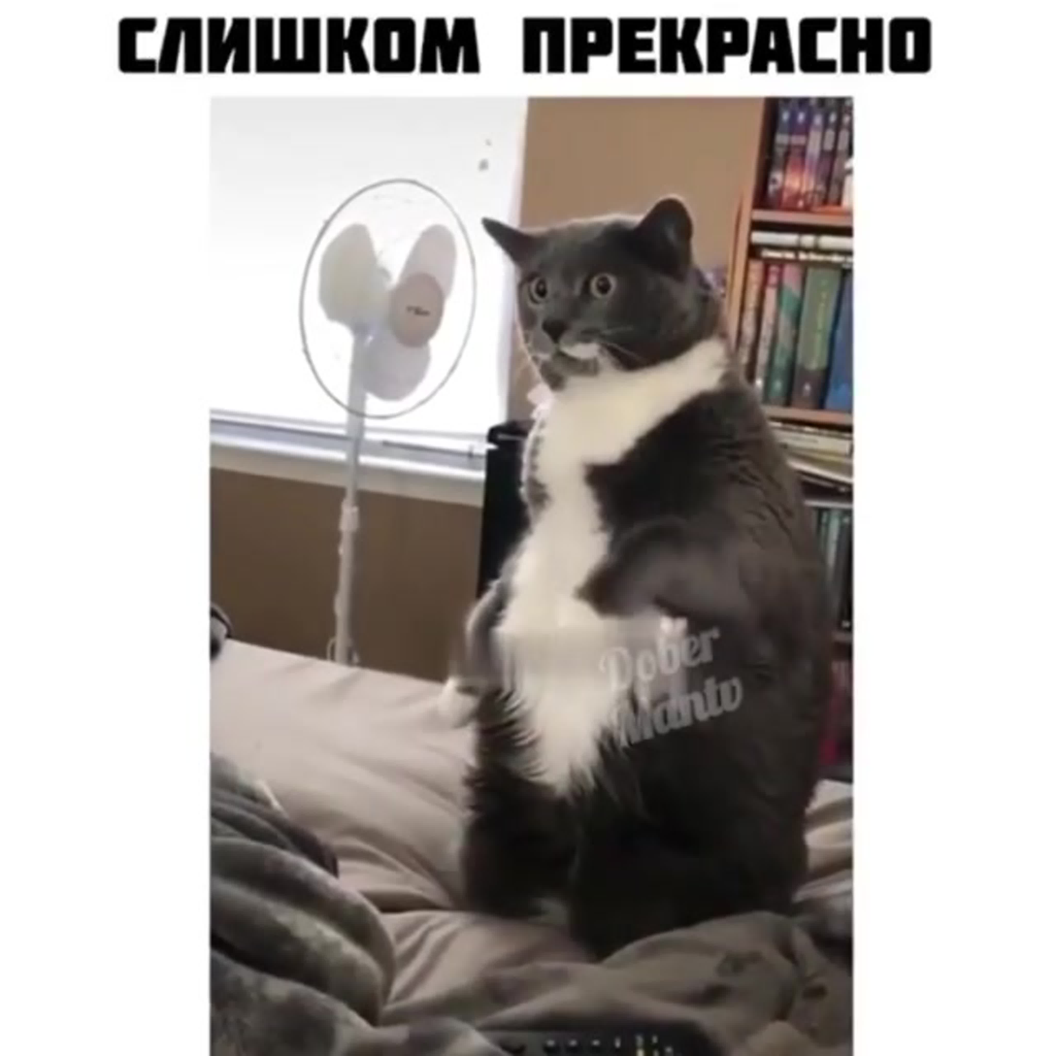 Кот тиктокер