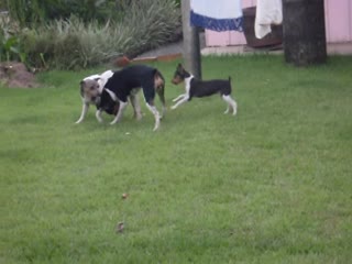 Бразильский терьер clara, bella e shakira terrier brasileiro fox paulistinha