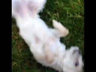 Челан симмонс / тибби