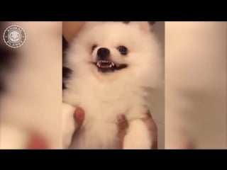 Шпиц страшилкинс porn doing things 🔴 funny cat and dog videos compilation (2018) animales hac cut part1