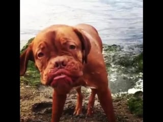 Marie avgeropoulos в instagram « when your lip can touch your eye the big guy doesn't need to drip dry #doguedebordeaux