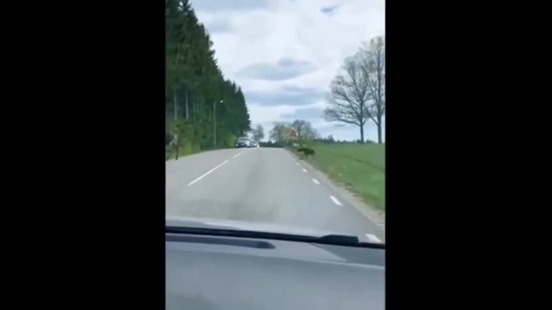 Лосиха с лосенком переходят дорогу (vhs video)