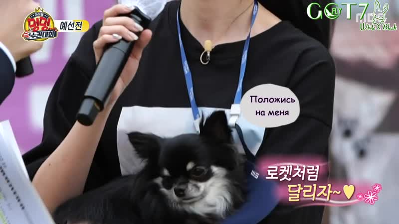 🏅 "гав гав" чемпионат среди айдолов 2020 🐕 2 часть 🎯