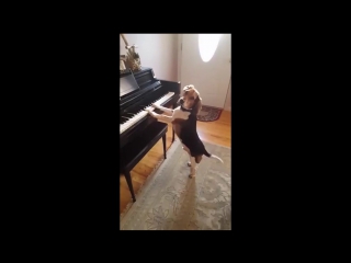 Buddy mercury sings! funny and cute beagle who plays piano!