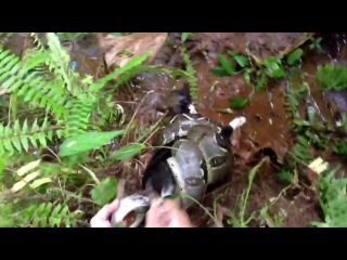 Спасение кота от удава ==кормушка уникальное фото видео приколы гифки ==