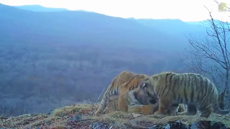 Семейство амурских тигров [ ]