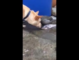 Perrito intenta salvar peces echándoles agua | r d u