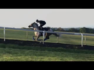 St leger favourite logician and rab havlin looking the business on warren hill this morning