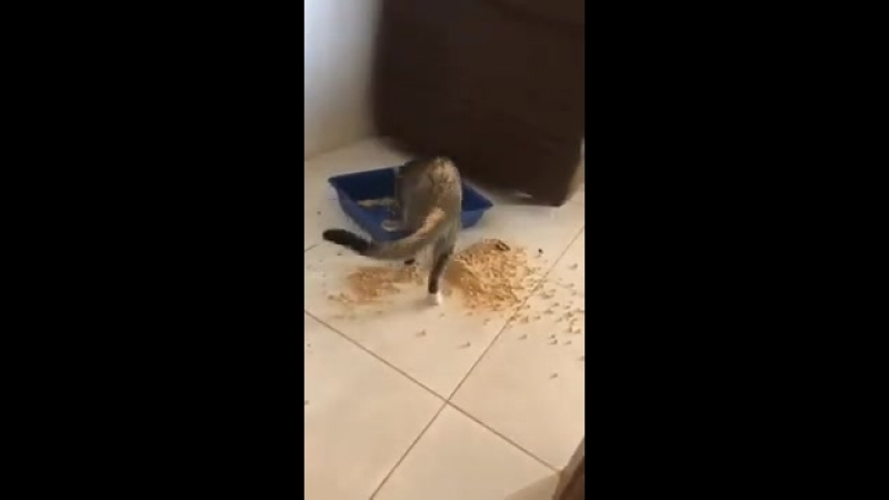 Неуклюжий кот