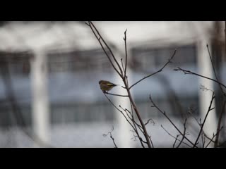 Зеленушки в парке ватан