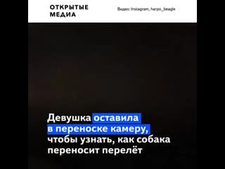 Хозяйка молодые записала издевательства над её питомцем в аэропорту сочи