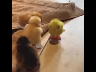 Cutest chicken 20200529 014923 0 mp4