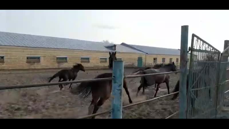 Кобылки 2 т/о