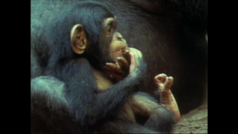 12 шимпанзе чарлі твої веселі друзі звірята [all about porn bbc]