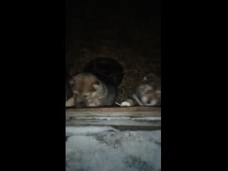 Video 20210105 171215 mp4