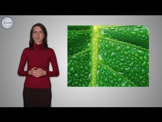 17 биология 6кл лист строение и разнообразие