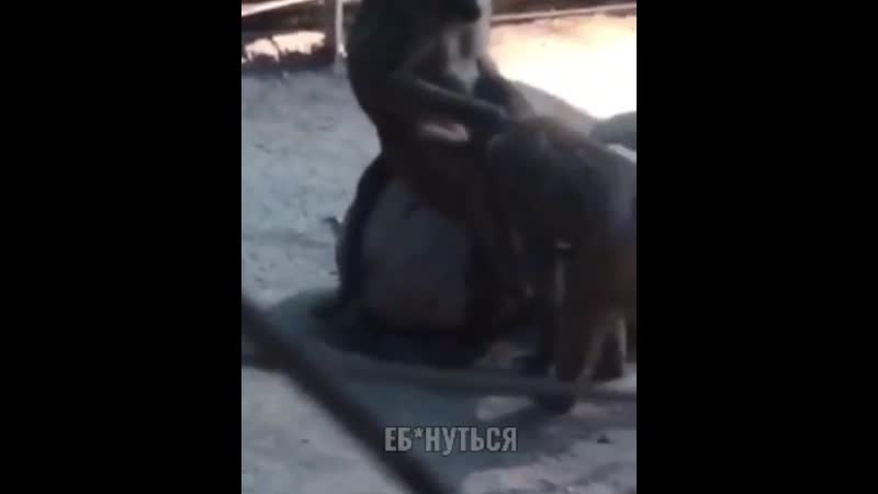 Даже обезьянки знают толк