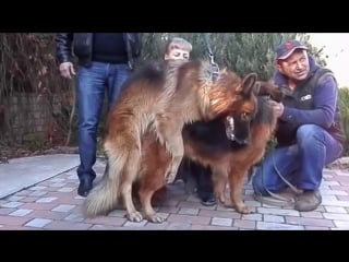 Вязка немецких овчарок вольфа и коры mating dogs कुत्ता संभोग। التزاوج