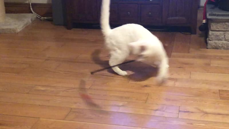 My cat enjoys self inflicted dizziness