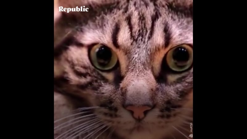 Нил ушаков и котики