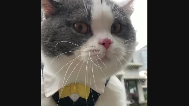 Kotik govorit nedovolen