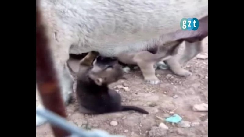 Турецкий кангал накормил щенков волка, оставшихся без матери