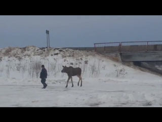 Ручной лось пермь 24 марта 2016