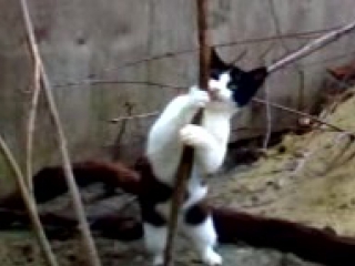 Анальное проникновение в марли бринкс