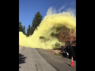 The pollen from this tree being felled