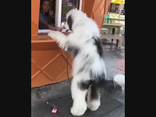 Покупатель #shortvideodog #видеособака #покупатель