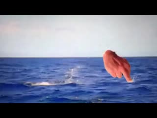 Spearfishing reviews 20200915 1 mp4