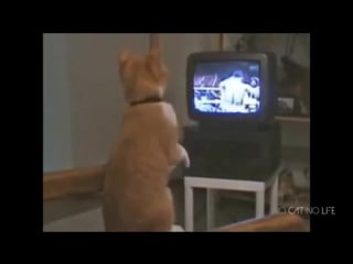 Смешные кошки приколы про кошек и котов 2017 #46 (лучшее funny cats)